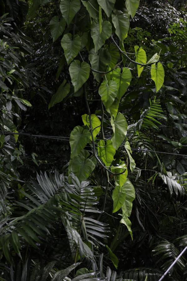 Jade Jungle Resort Teakettle Village 외부 사진